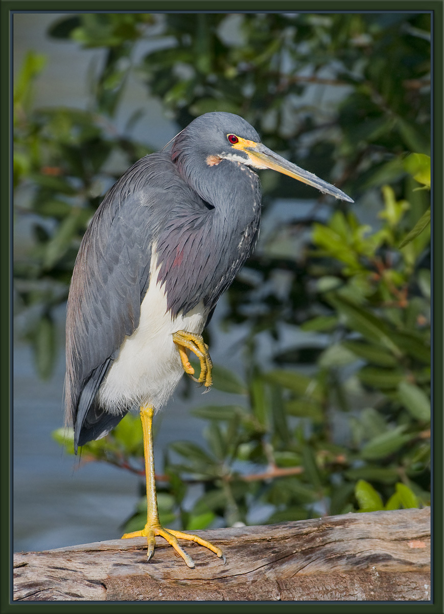 Tri-Color Heron