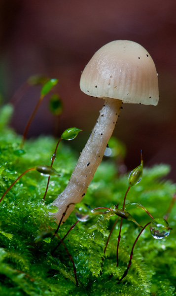 Pepper Mushroom