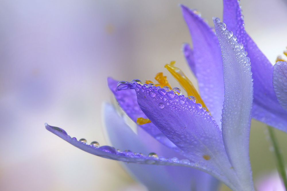 Crocus After The Rain