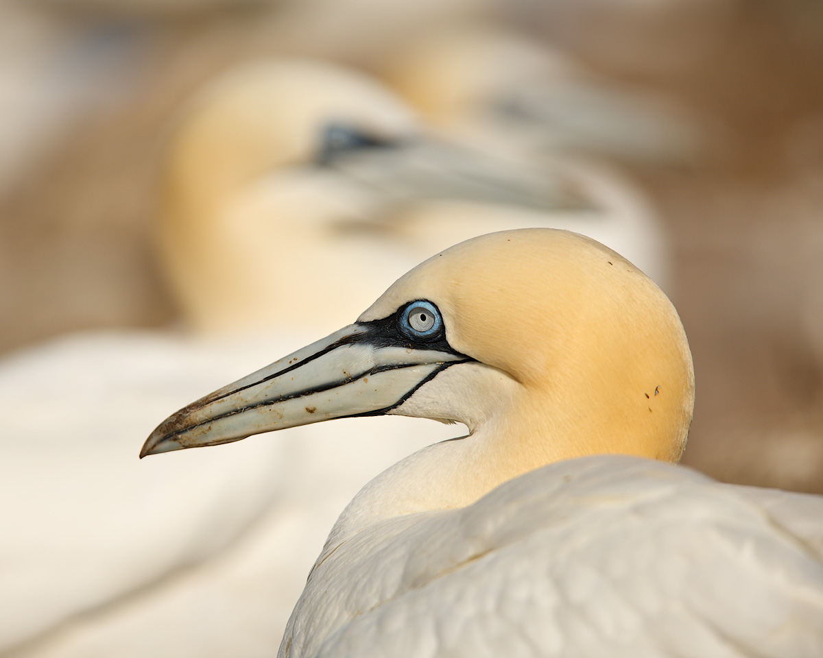 Receding gannet heads