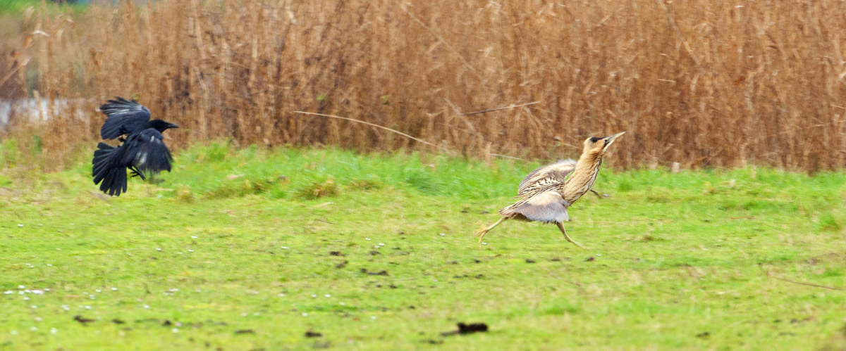 Bittern