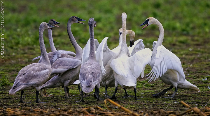 Swans
