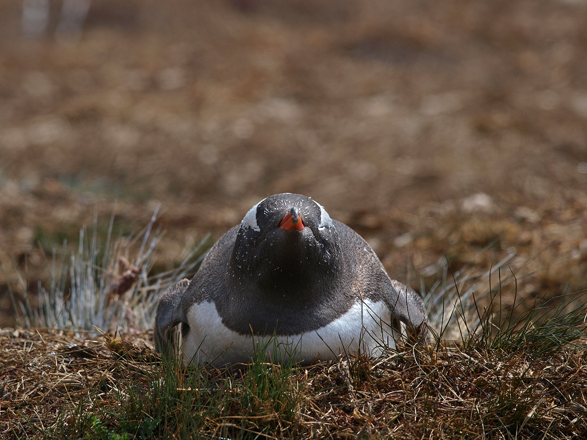 Gentoo on Eggs w/ Repost