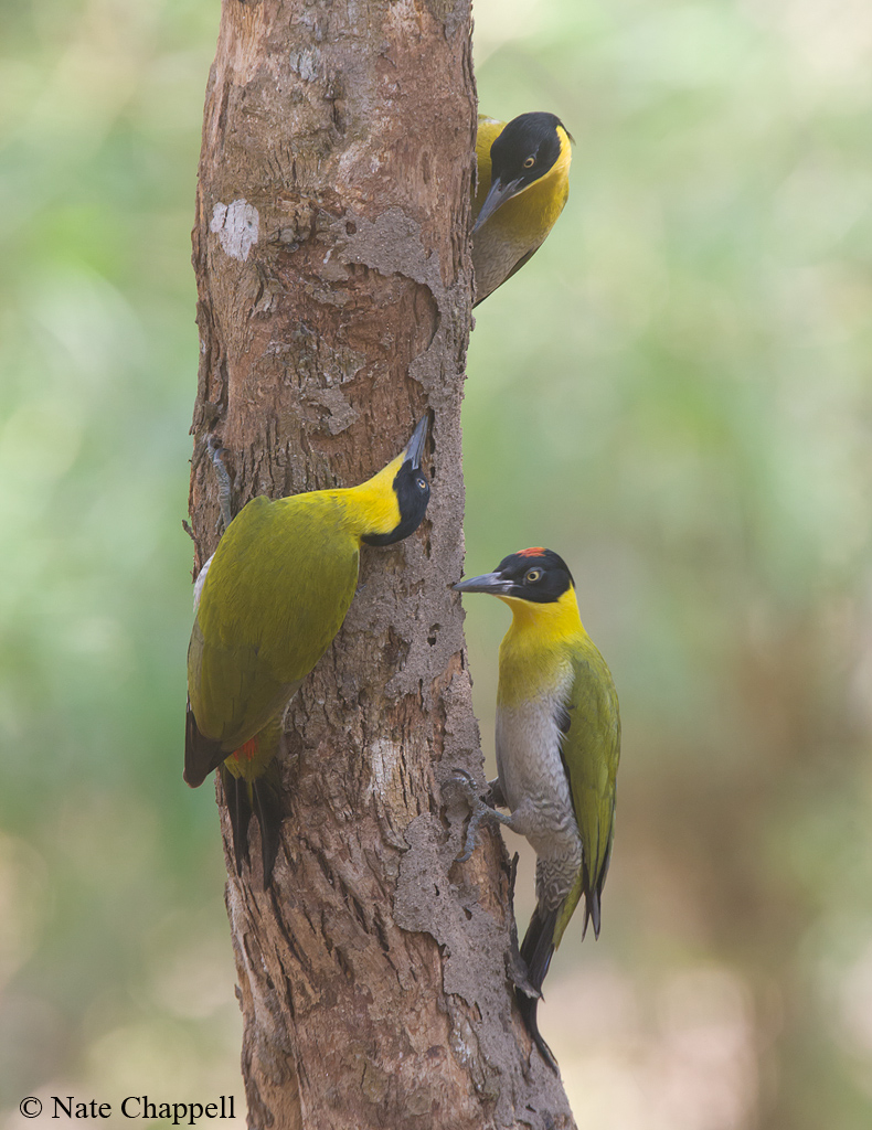 Black-headed Woodpeckers +Repost