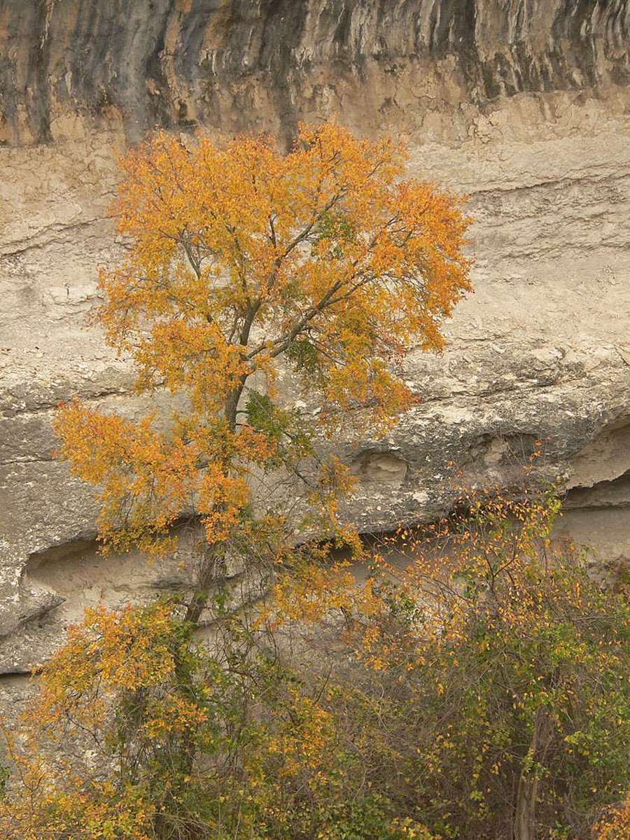 Texas Tree