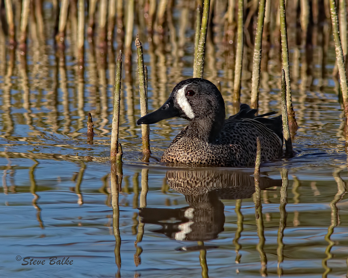 Blue-Winged Teal