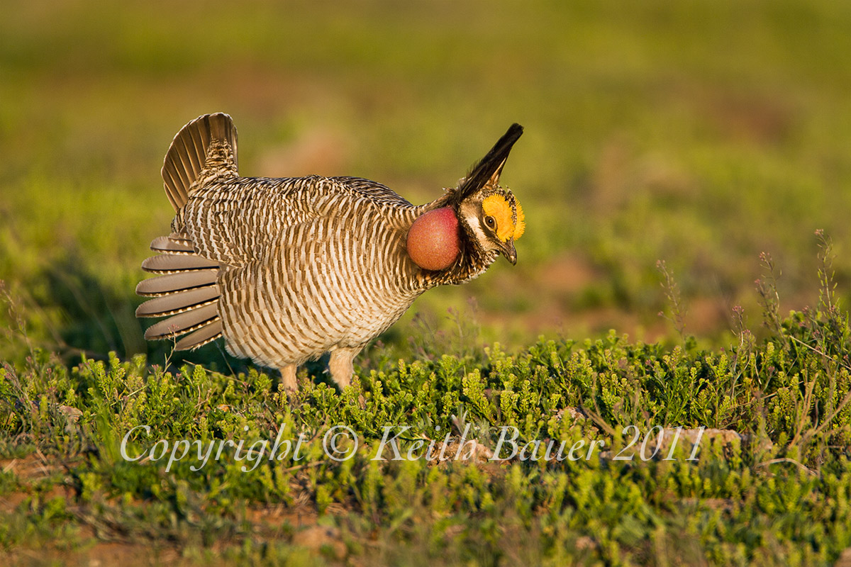 Lesser Prairie Chicken