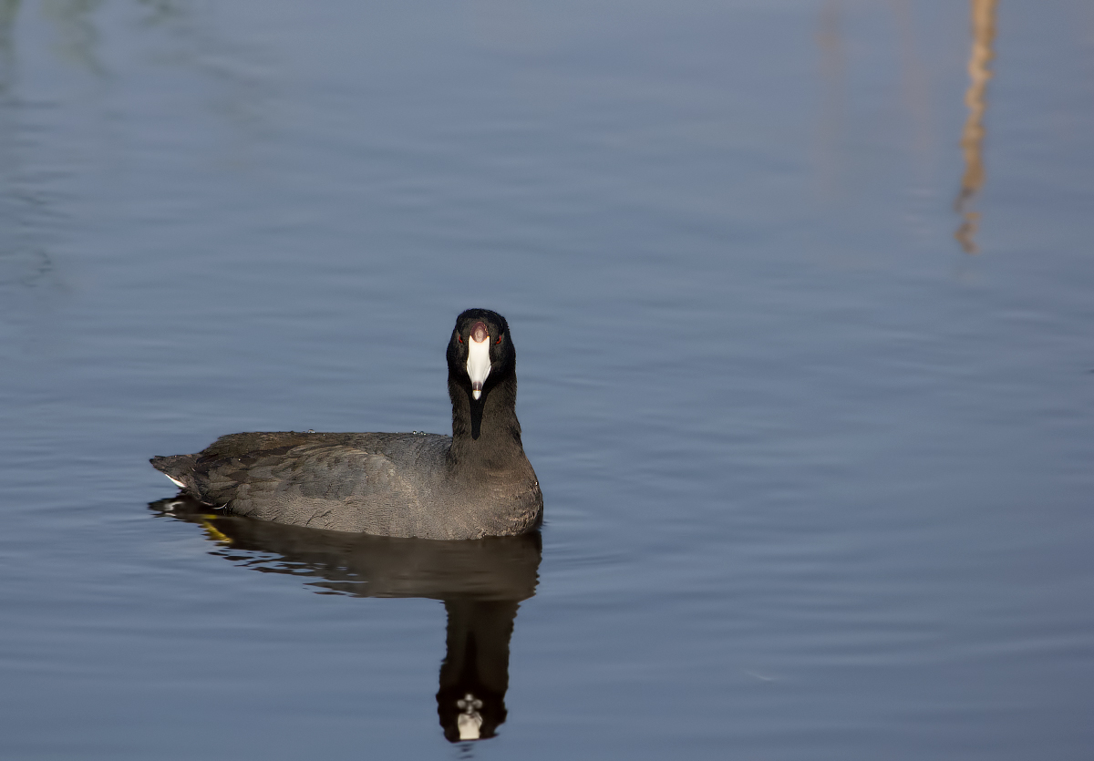 American Coot
