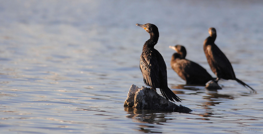 Cormorants