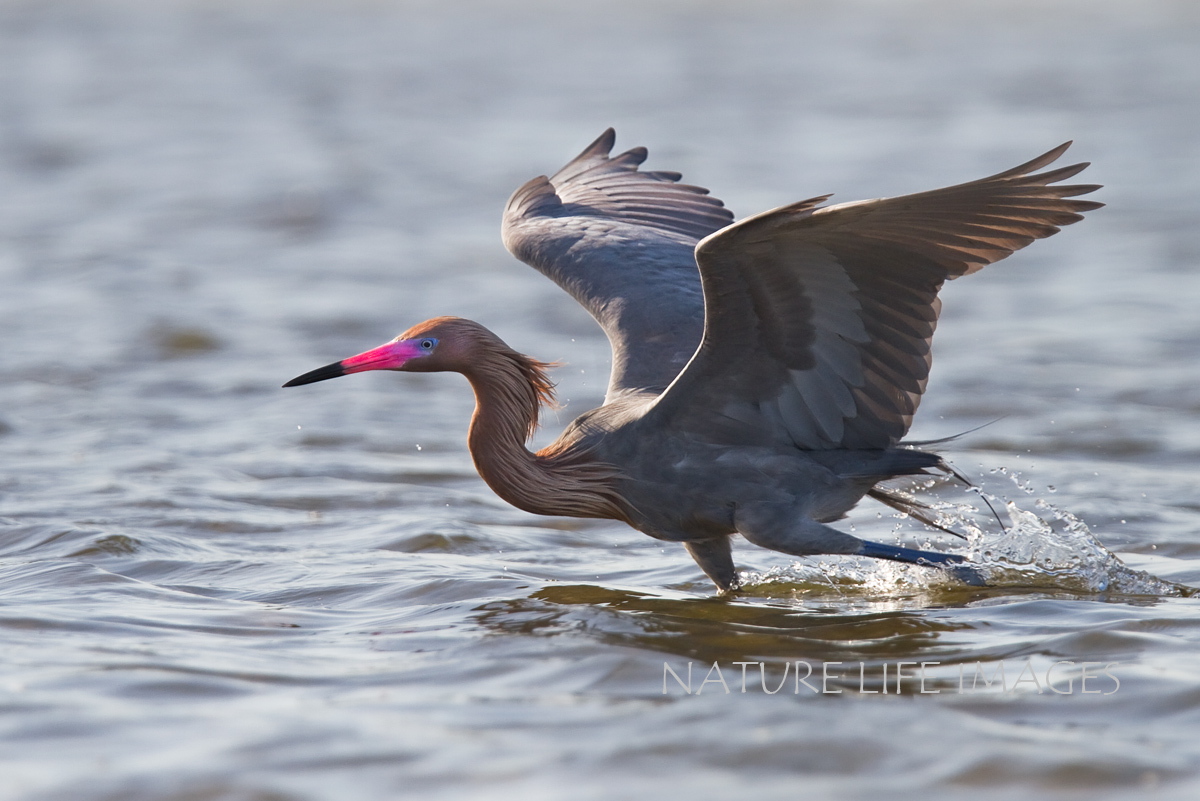 Reddish Egret