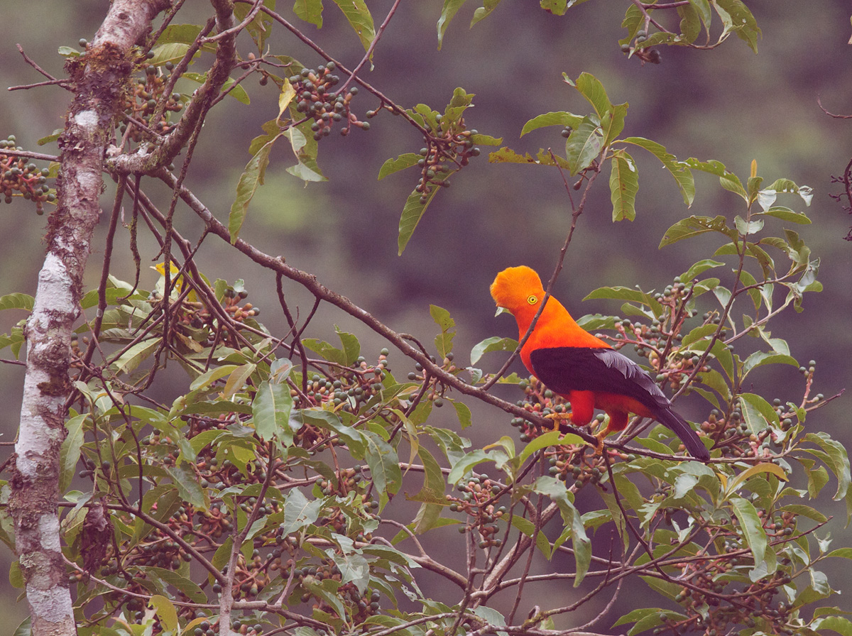 Andean Cock-of-the-Rock