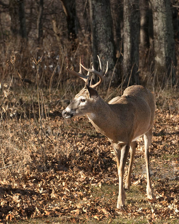 Blue Ridge Buck