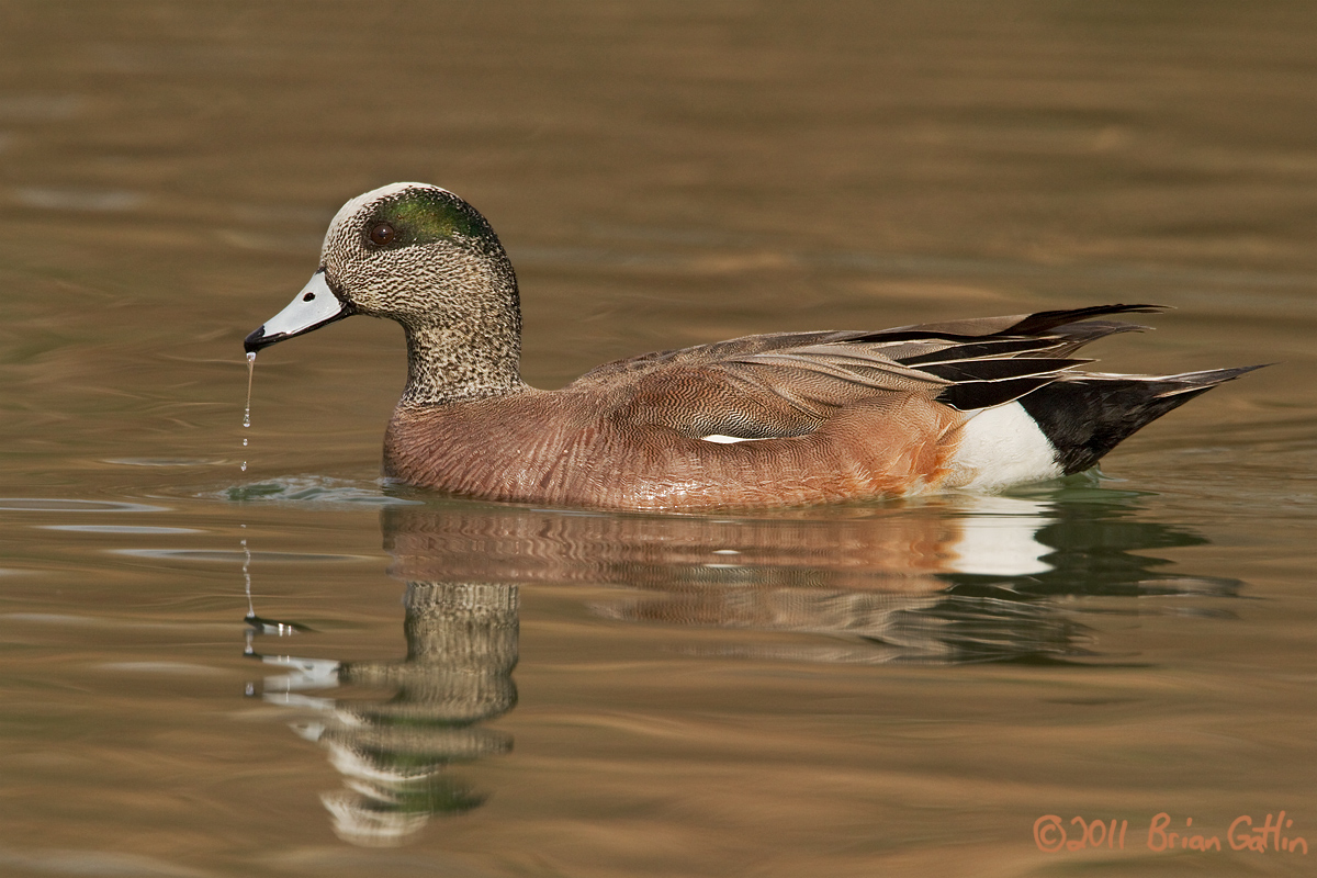 American Wigeon