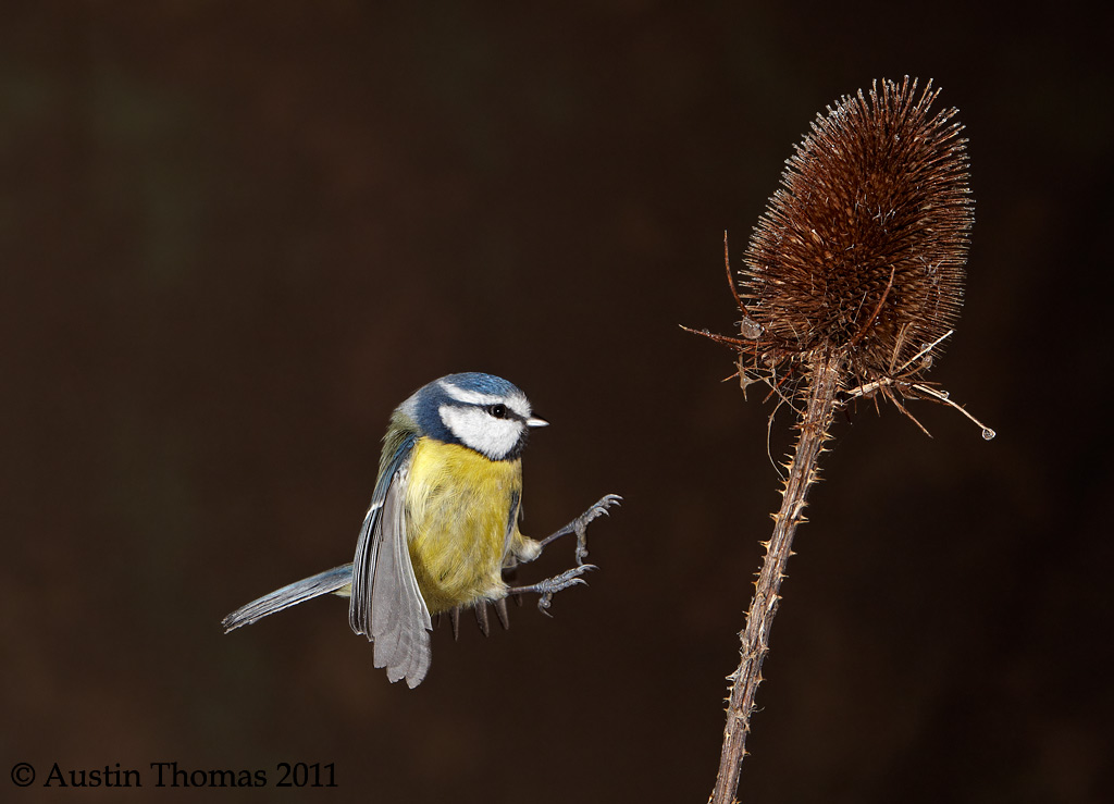 Blue Tit Landing - Flash