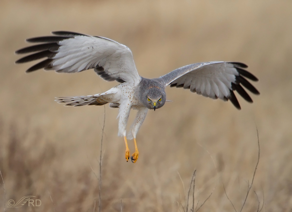 Northern Harrier