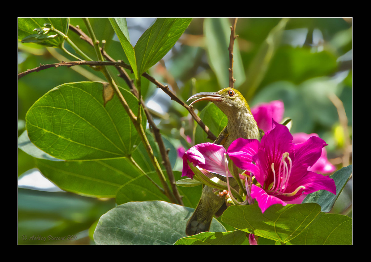 Spiderhunter #1