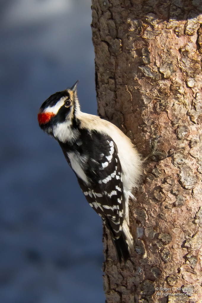 Downy Woodpecker