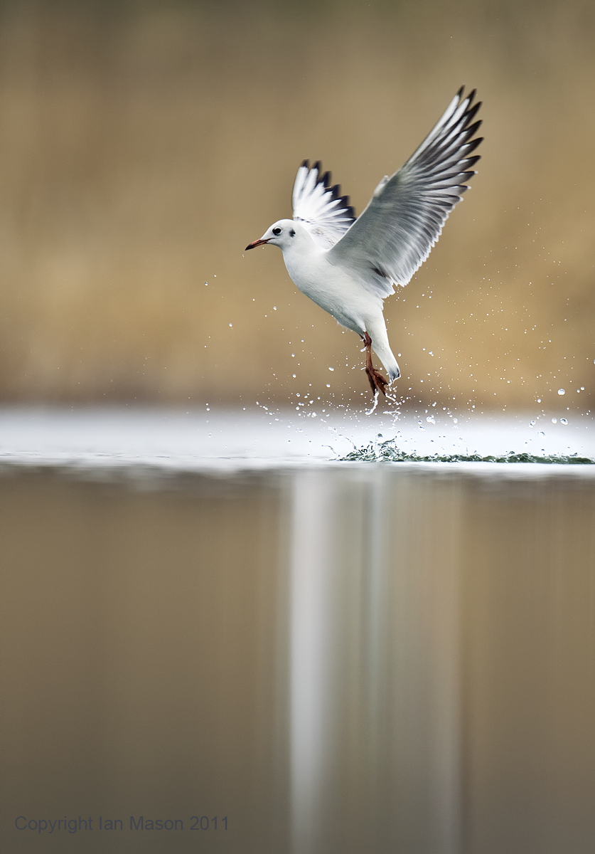 Black Headed Gull