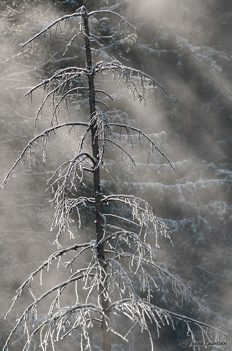 Frosted Tree