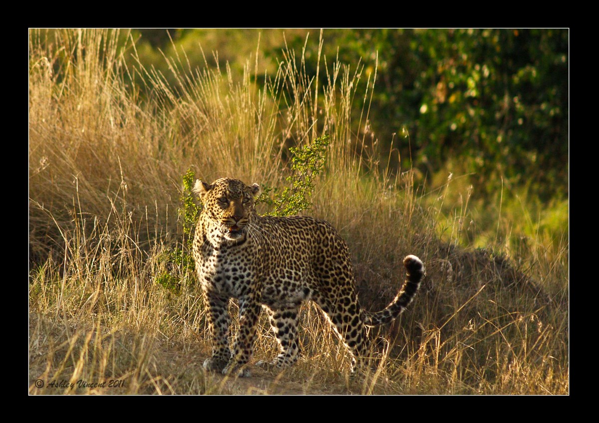 Masai Leopard #1