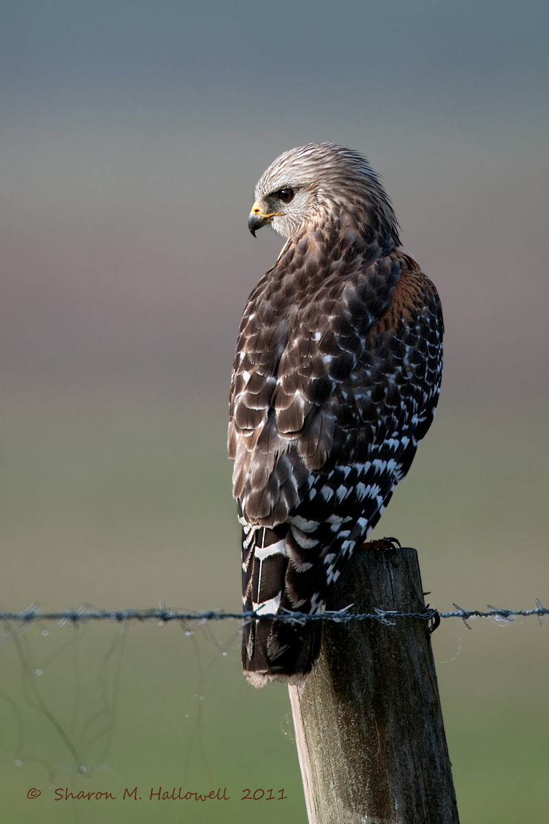 RS Hawk