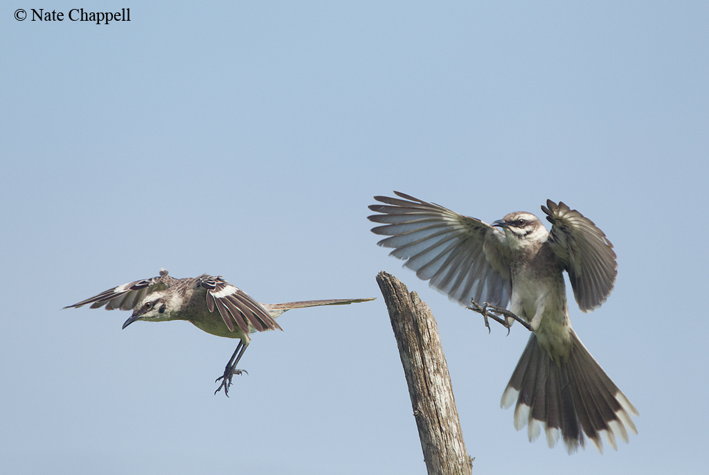 Long-tailed Mockingbirds
