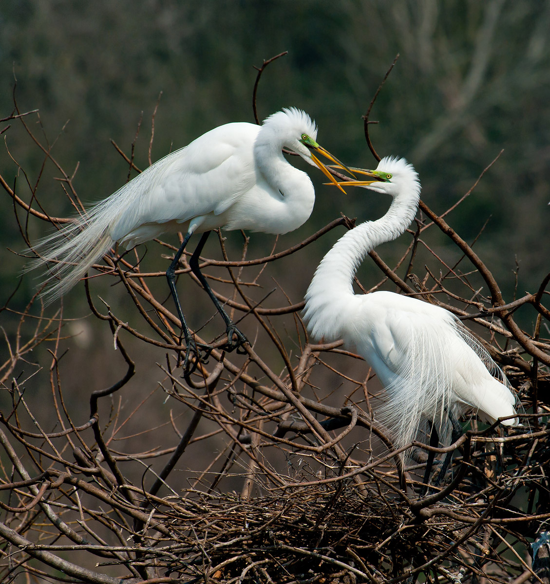 Great Egret Couple