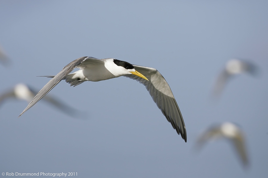 Crested Tern