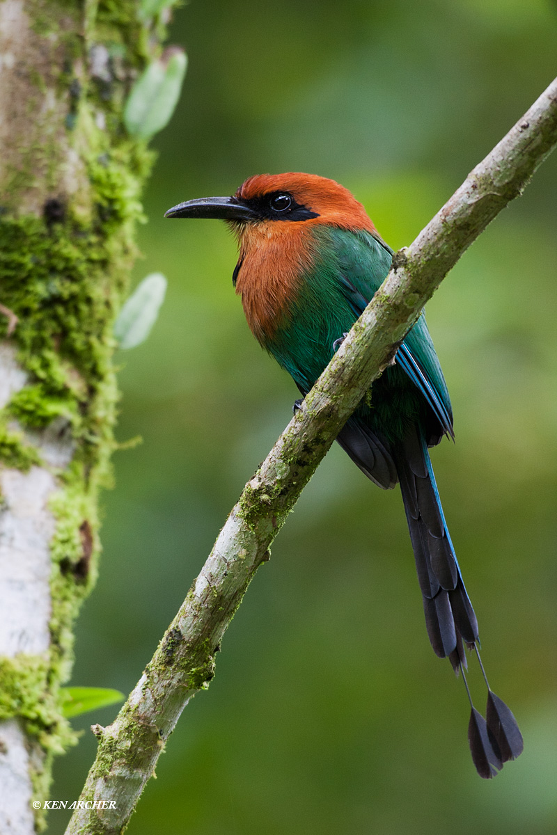 Broad-billed Motmot