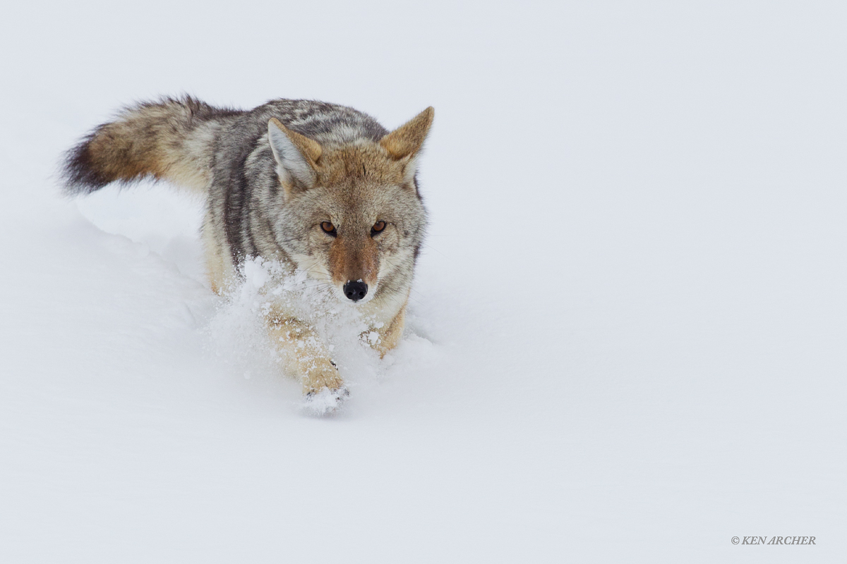 Winter Coyote