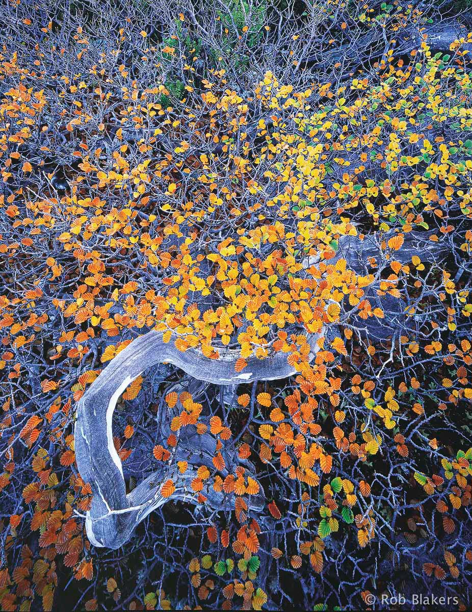 Deciduous beech