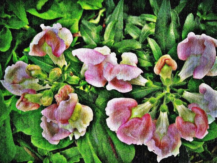 Snapdragons In Art