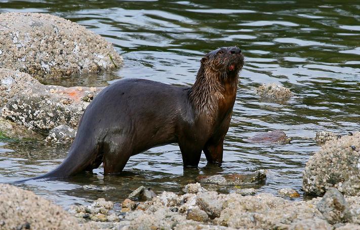 River Otter