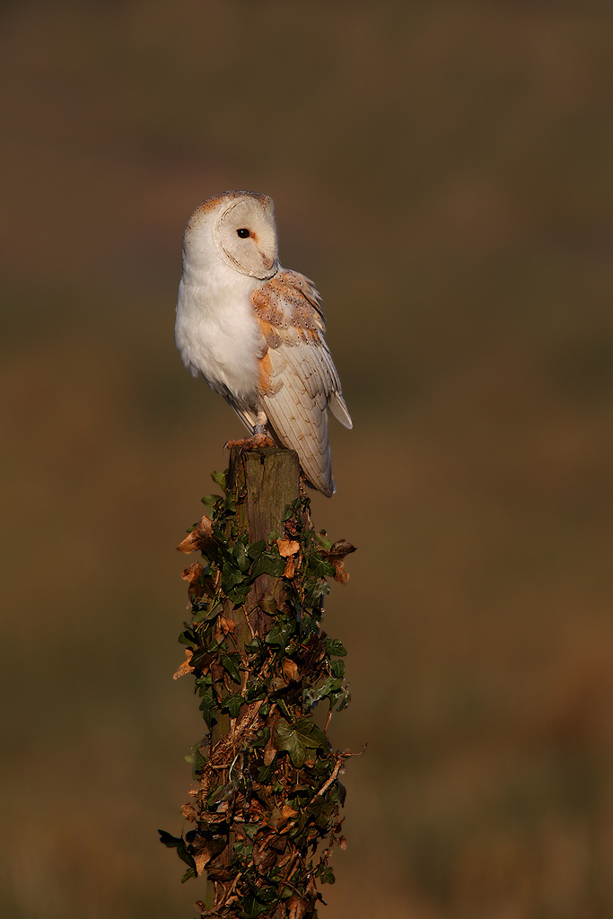 Barn Owl (resting)