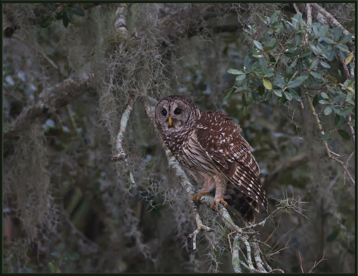 Barred Owl