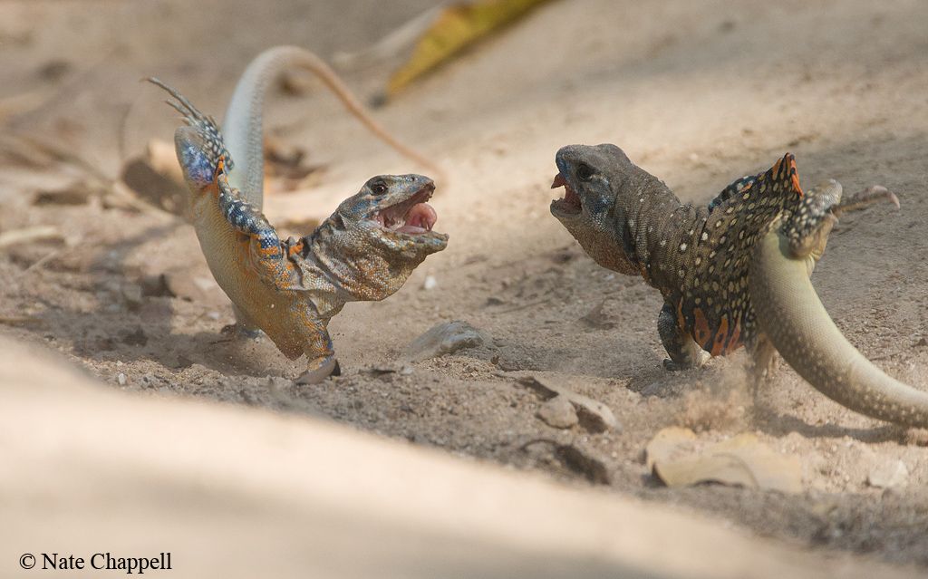 Butterfly Lizard Battle