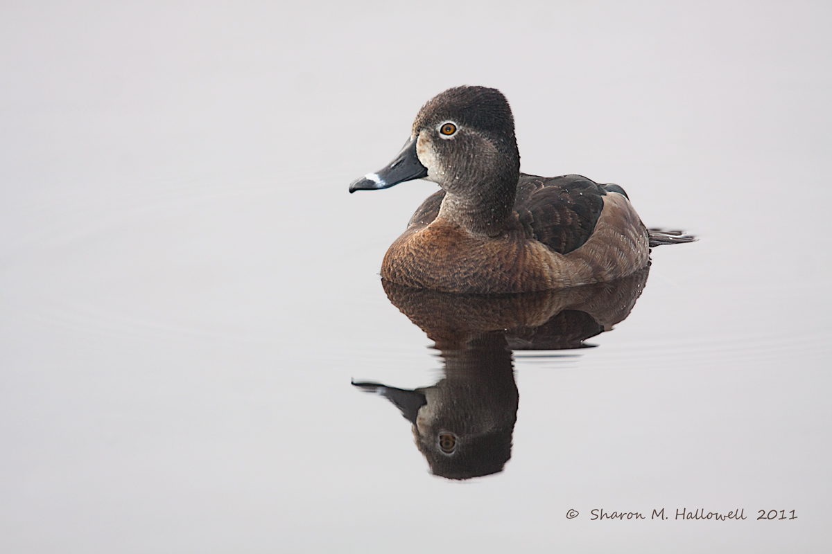 Ring-necked Duck