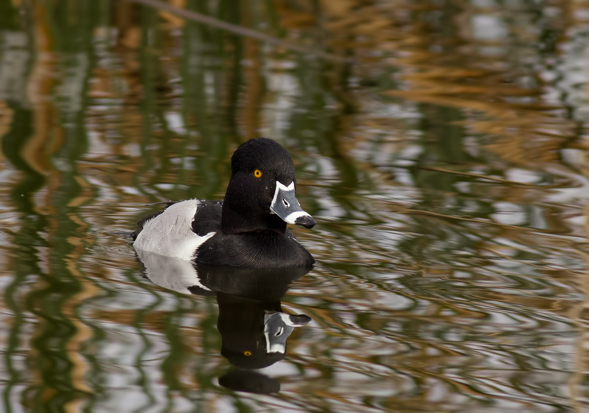 Male Ring-necked Duck