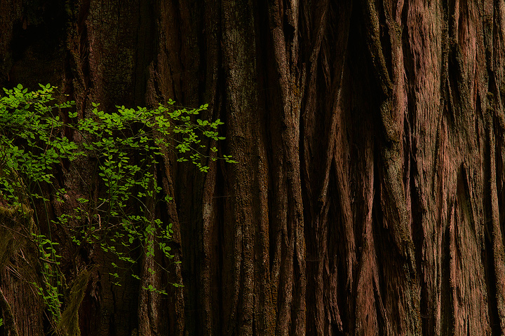 The Redwood