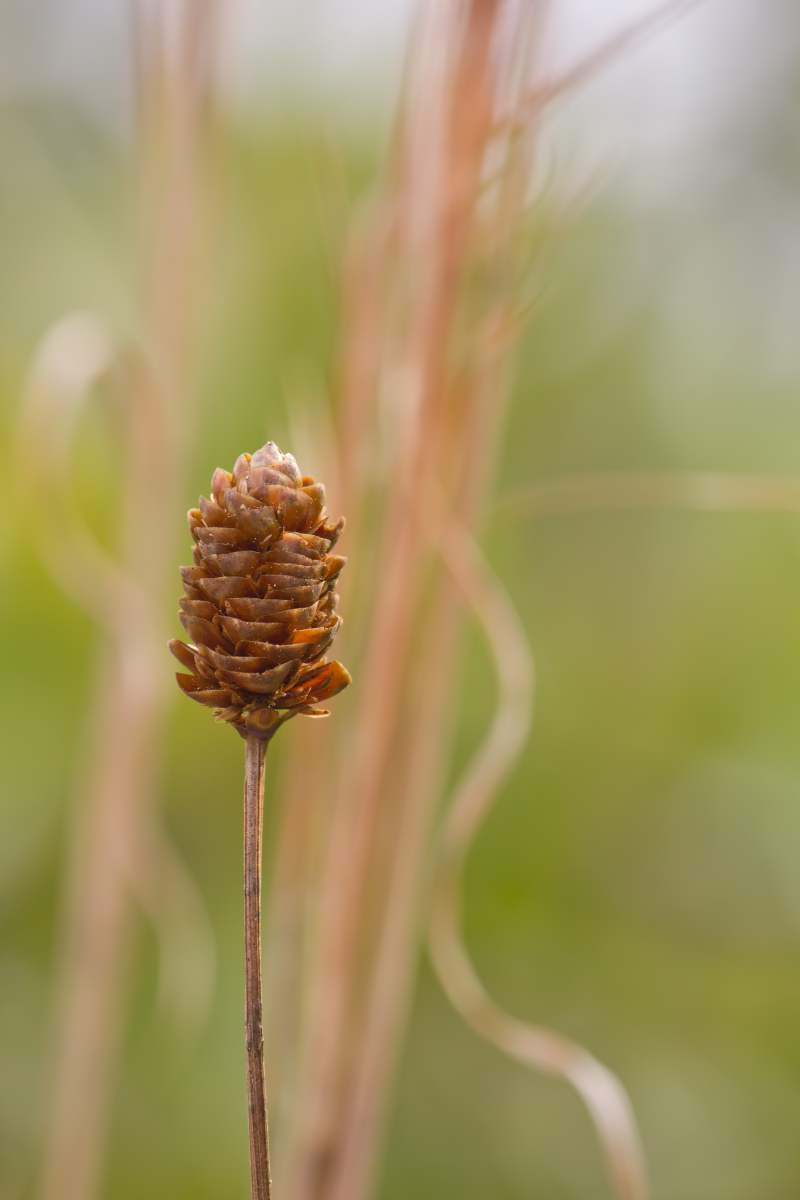 Spring Image 1