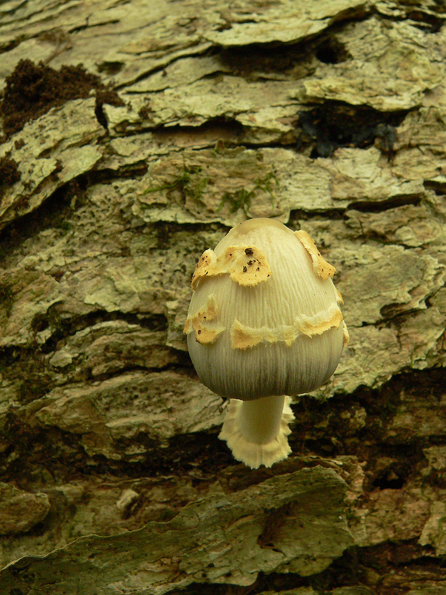 Mushroom