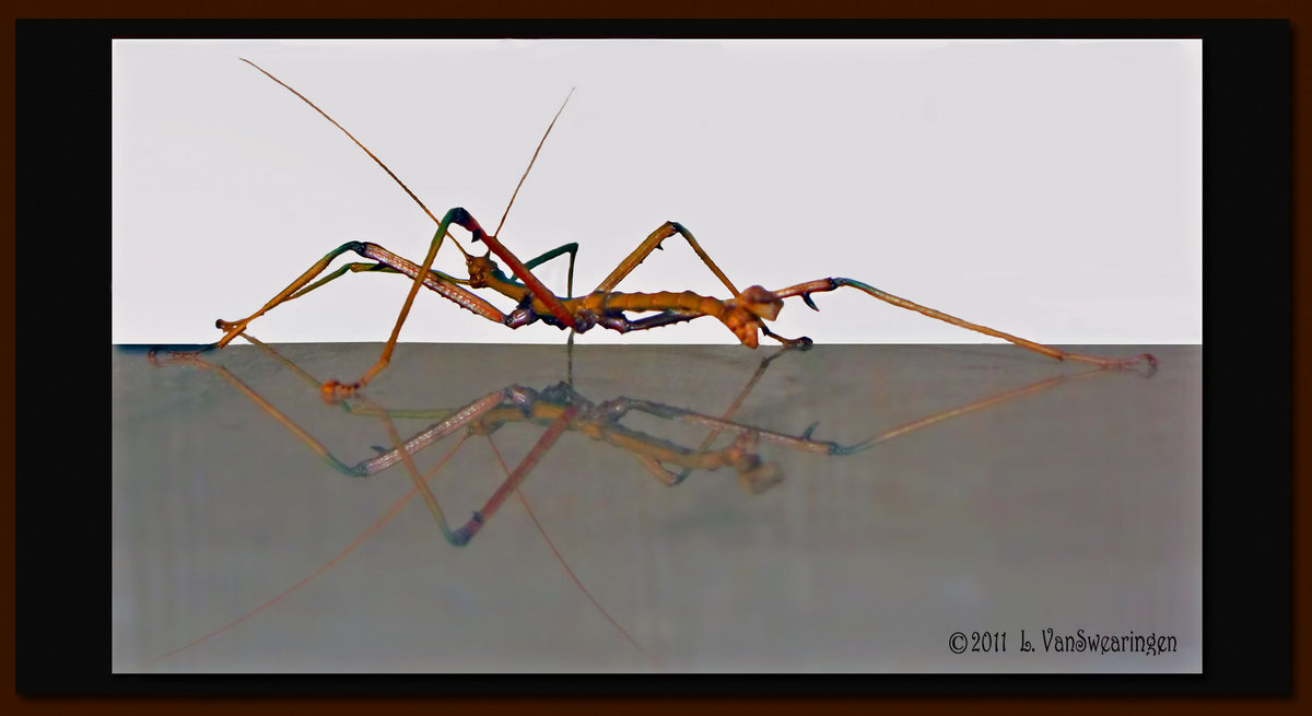 Walking-stick dreams