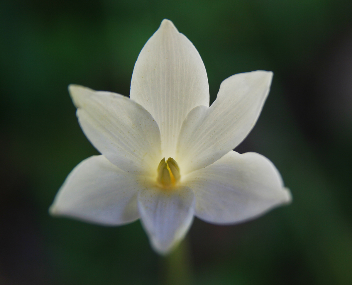 Flower Repost