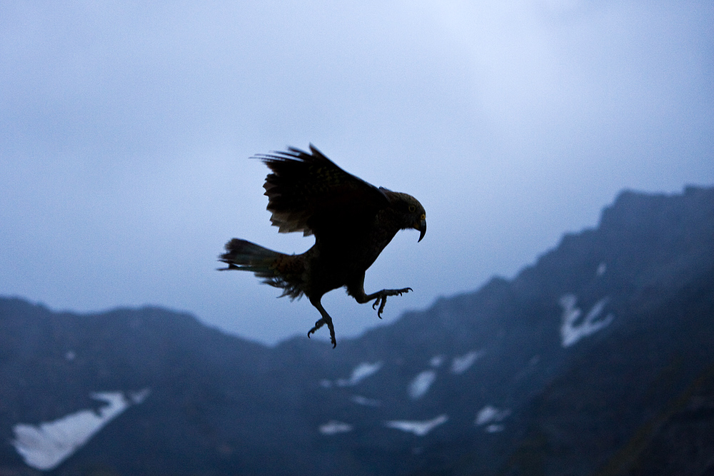 Mountain Ghost