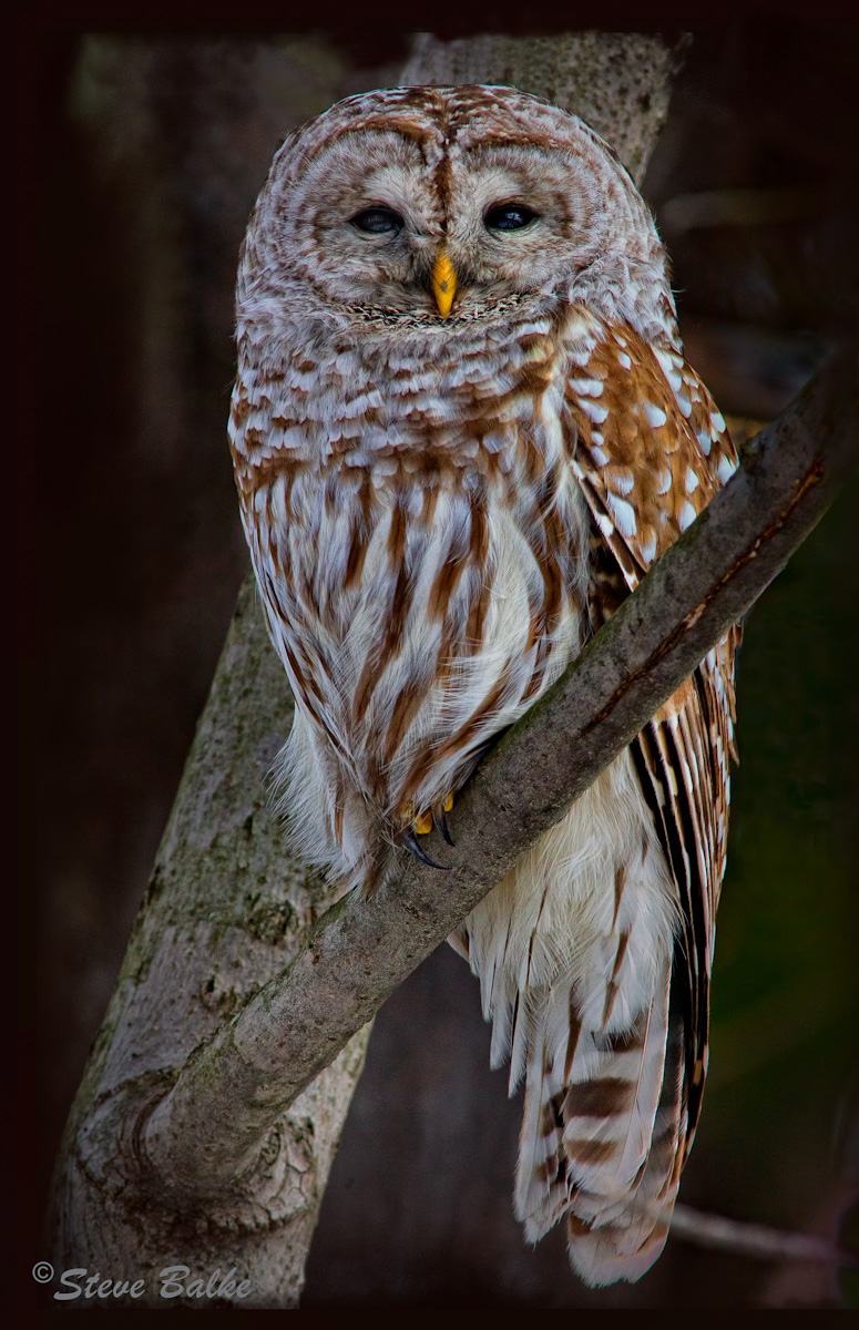 Barred Owl