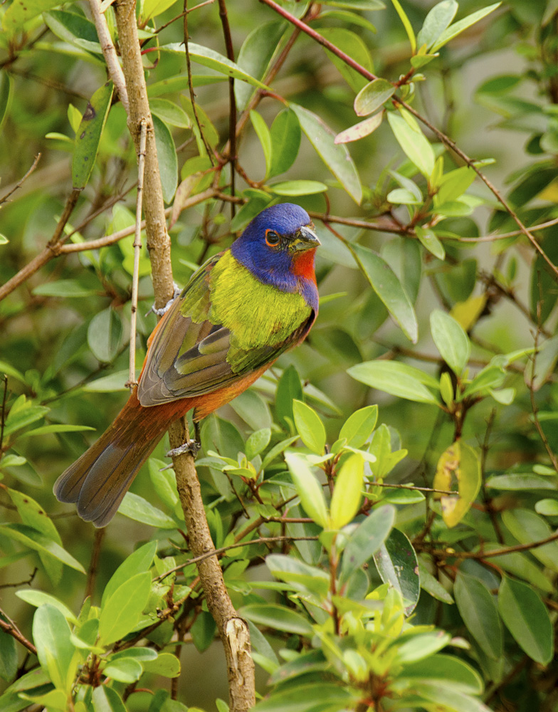 Painted Bunting