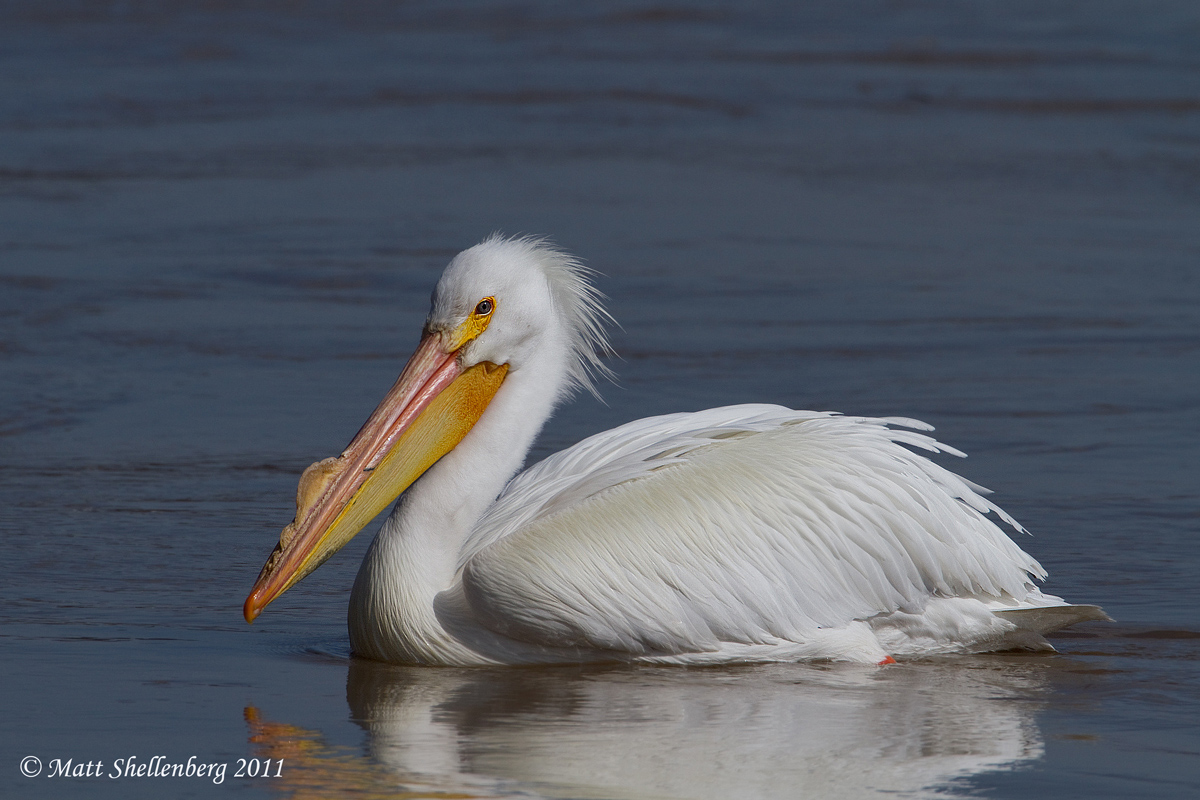 American White Pelican