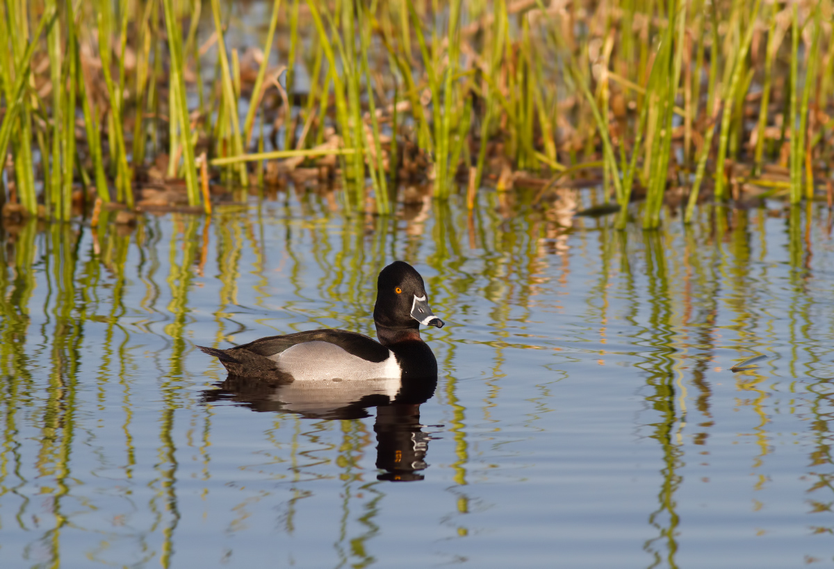 Male Ring-necked Duck