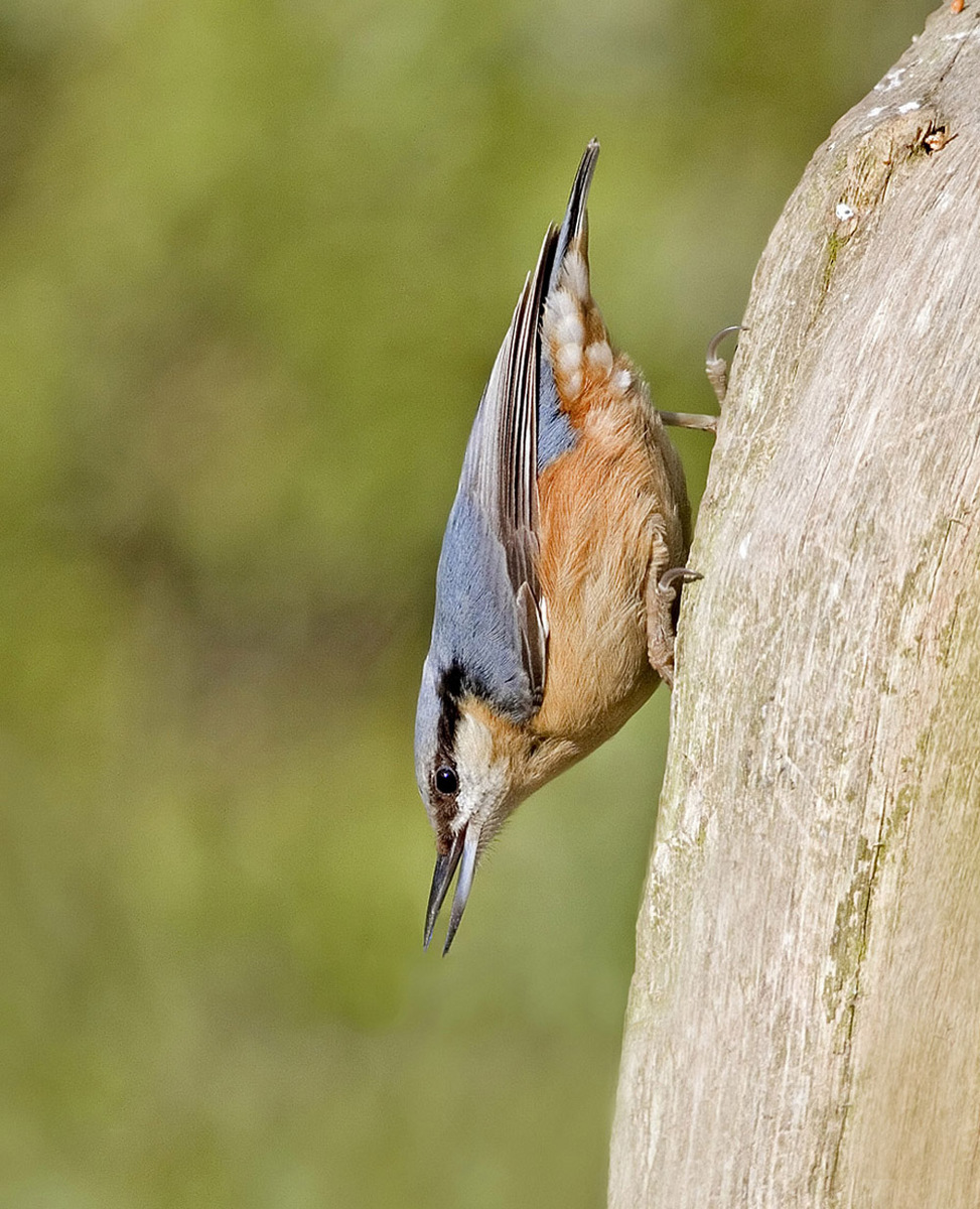 Nuthatch
