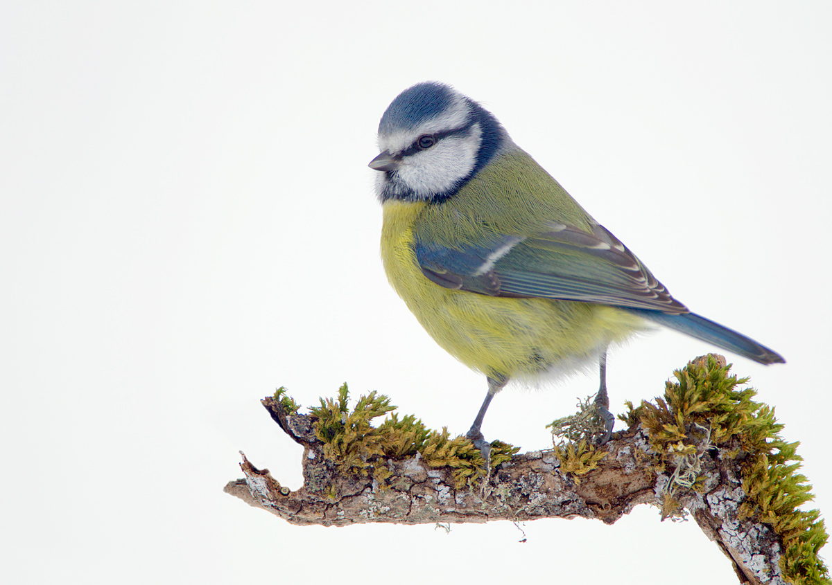 Blue Tit and snow.